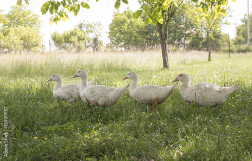 Ducks go in line behind each other