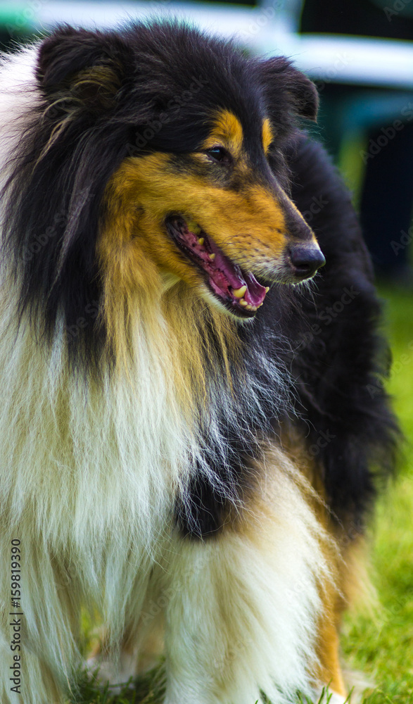 collie. Dog collie. The collie is a distinctive type of herding dog, including many related landraces and formal breeds. Portrait of purebred dog Rough Collie. collie. Dog collie. The collie is a distinctive type of herding dog, including many related landraces and formal breeds. Portrait of purebred dog Rough Collie.