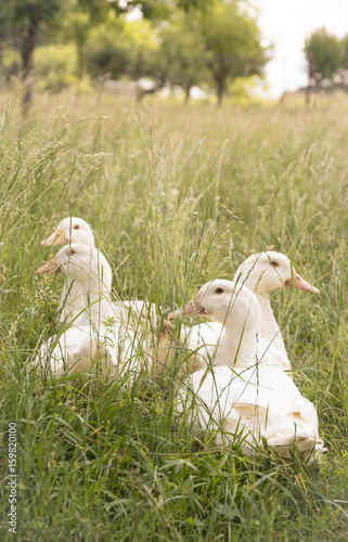 Ducks resting in the grass