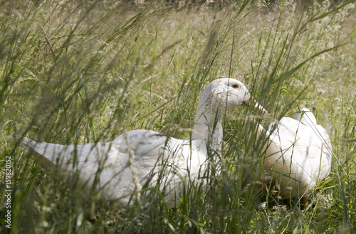 Ducks resting in the grass