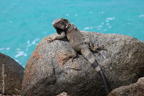 Leguan auf Aruba © codo97