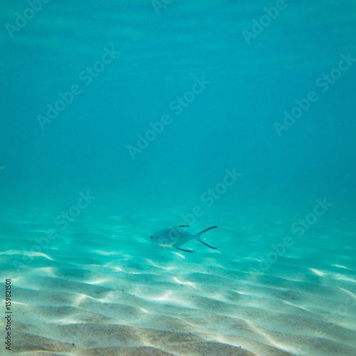 Beautiful underwater sea, ocean landscape background