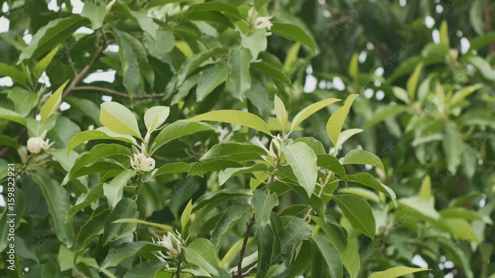 White Champaka Flowers and Green Leaves, 4K White Champaka Flowers and Green Leaves, 4K
