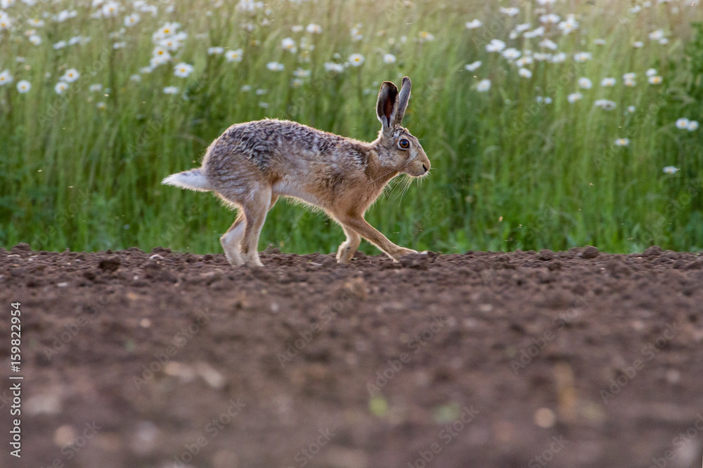 Fototapeta premium European Brown Hare (Lepus europaeus) in ploughed field