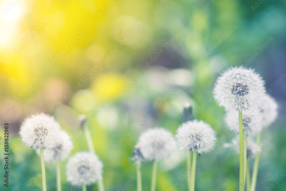 Dandelions in a field with a beautiful background and sunlight. Selective focus. Dandelions in a field with a beautiful background and sunlight. Selective focus.