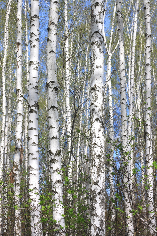 Trunks of birch trees with beautiful birch bark closeup on sky background