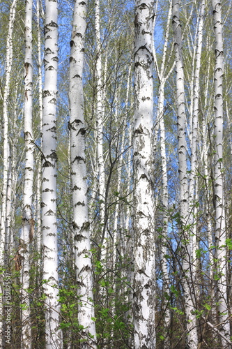 Trunks of birch trees with beautiful birch bark closeup on sky background