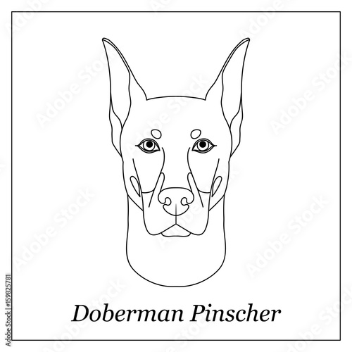 Isolated black outline head of doberman pinscher on white background. Line cartoon breed dog portrait.