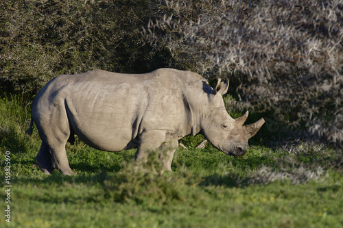 White Rhinoceros  South Africa