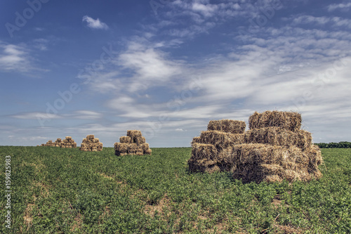 Bales of hay in a field © DeStefano