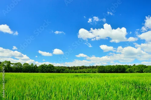 Obraz Pole, las i niebo z chmurami.
