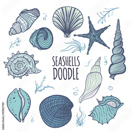 Colorful set of seashells on white background. Hand drawn seashells, starfish, seaweed and coral. Creative seashells of different type.