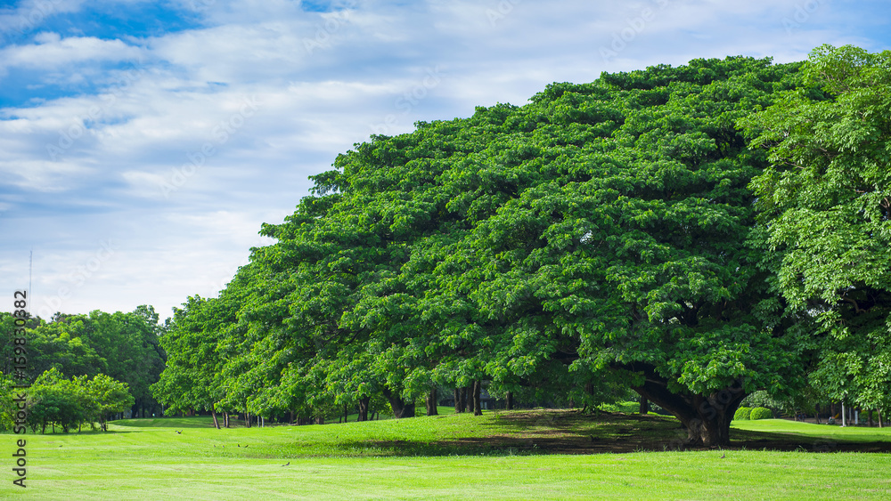 big tree in the public park 