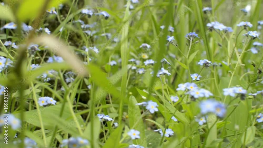Forget-me-not flowers with green leaves in city park. Blooming wild fresh grass. Myosotis wildflower Forget-me-not flowers with green leaves in city park. Blooming wild fresh grass. Myosotis wildflower