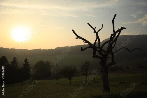 Hernstbaum