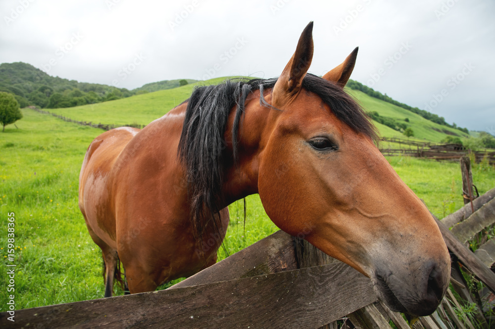Close-up portrait of a brown horse against a green meadow background Close-up portrait of a brown horse against a green meadow background