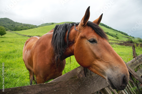 Close-up portrait of a brown horse against a green meadow background