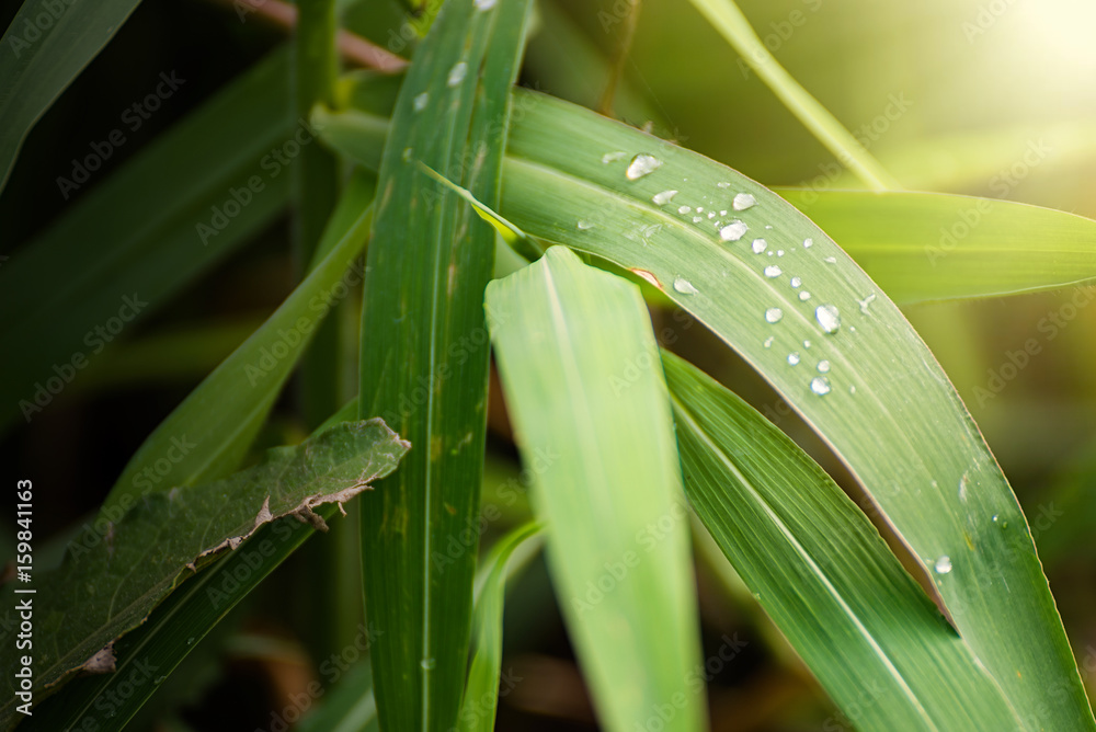 Fototapeta premium Water drops on fresh green leaf grass blur background.