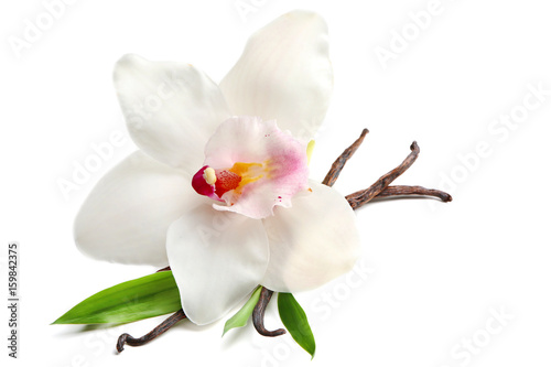 Dried vanilla sticks and flower on white background  closeup