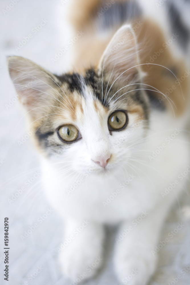 cat eyes cat eyes