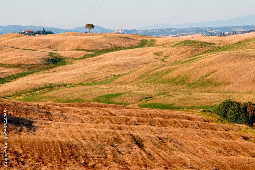 Fototapeta premium Campagna senese