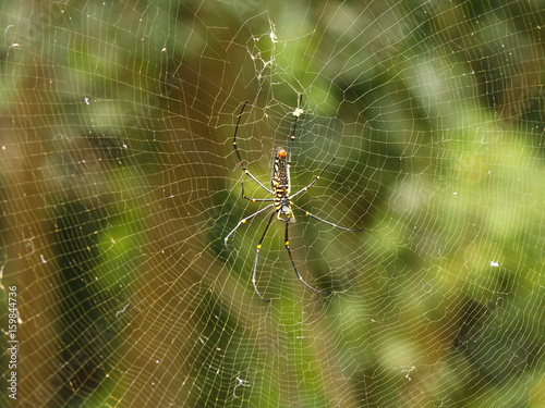 The Nephilia Maculata, Golden Orb web spider in the center of its net, Ubud, Bali
