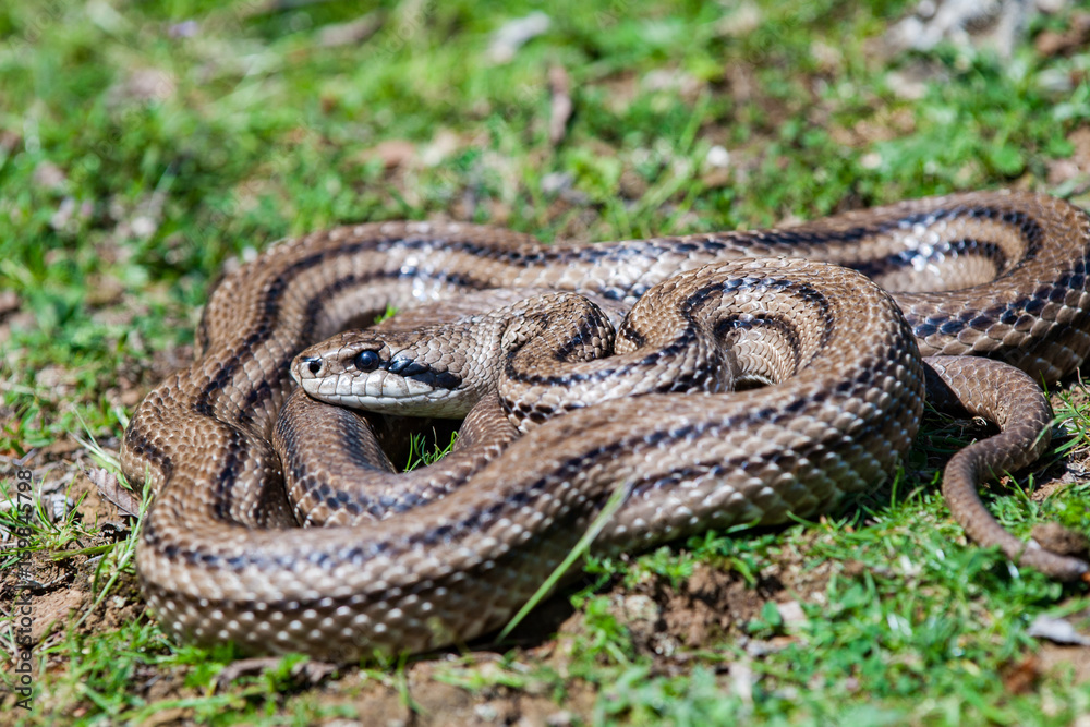 Four-lined snake (Elaphe quatuorlineata) Four-lined snake (Elaphe quatuorlineata)