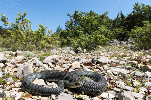 Montpellier snake Malpolon insignitus