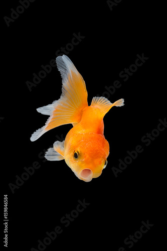 goldfish isolated on black background.