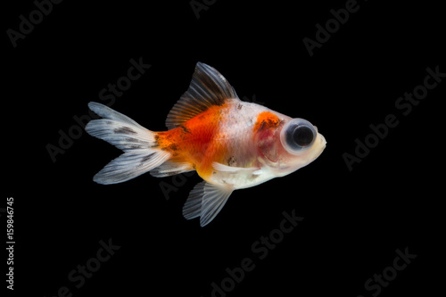 goldfish isolated on black background.