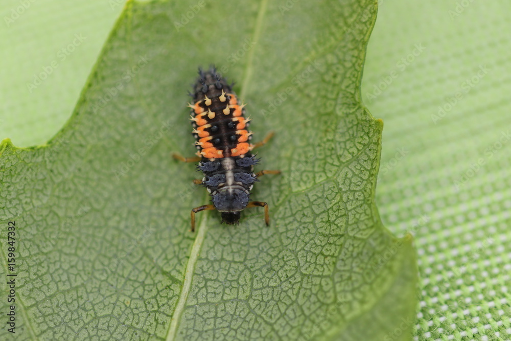 Obraz premium Marienkäfer-Larve