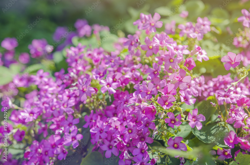 Little Purple Garden Flowers Closeup Shot