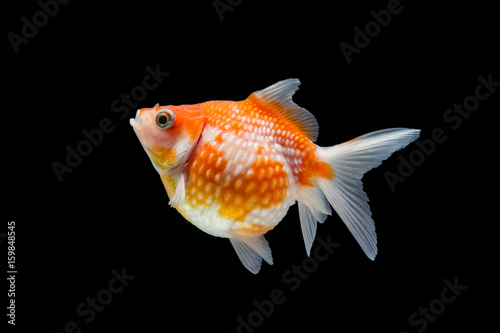 goldfish isolated on black background
