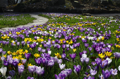 Green meadow with many crocus flowers. Crocuses in purple, white and yellow colors.
