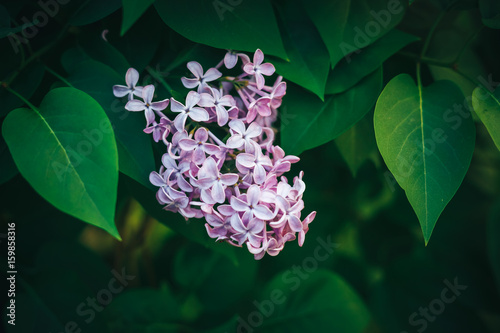 Lilac bush, lilac background close up with cold tone photo