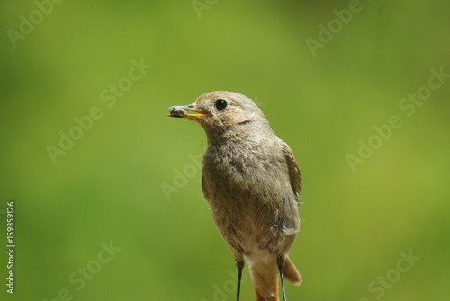 oiseau nouriture © special570