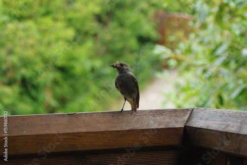 oiseau nouriture