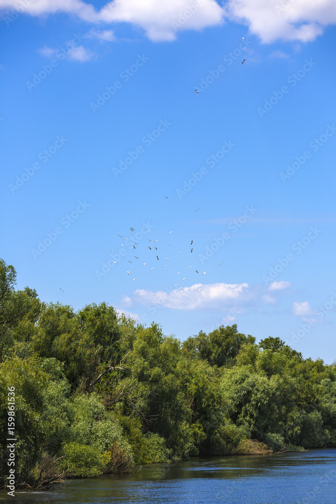 Fototapeta premium Landscape with different birds in the Danube Delta