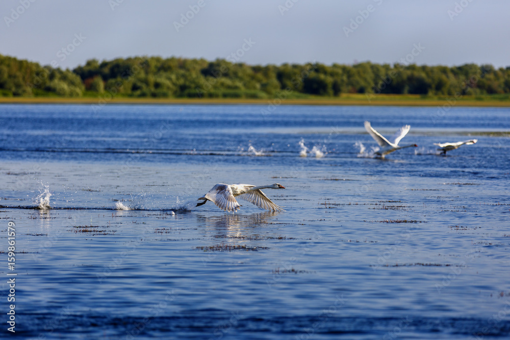 Landscape with different birds in the Danube Delta Landscape with different birds in the Danube Delta