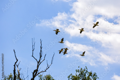 Landscape with different birds in the Danube Delta