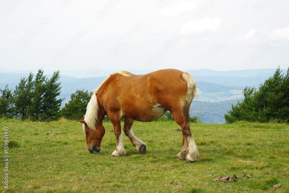 Cheval brun et blanc