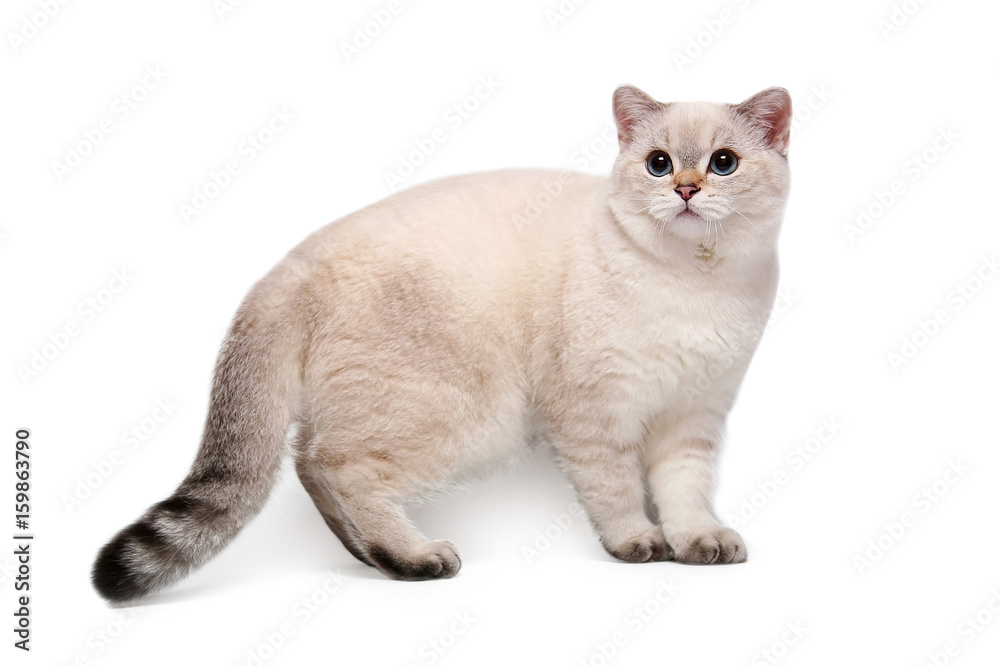 Cat on white background