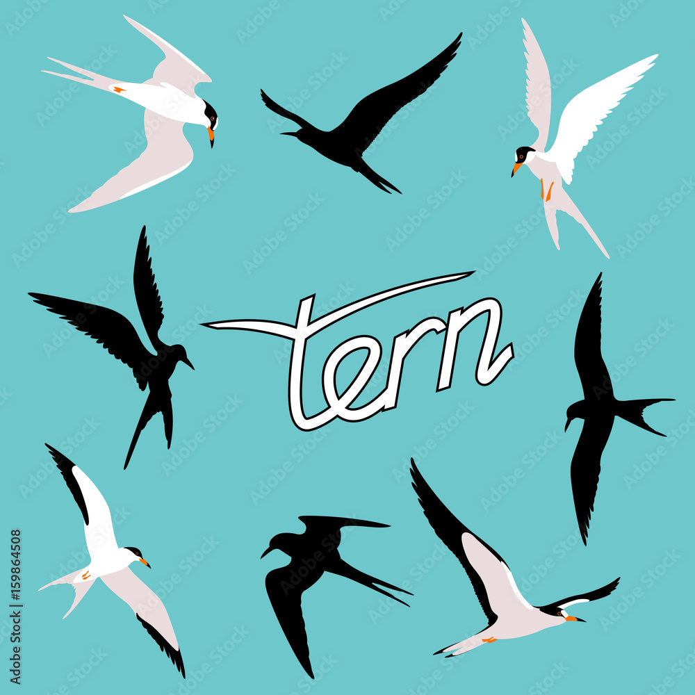 Obraz premium tern bird vector illustration style Flat set silhouette black