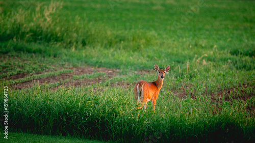 Fototapeta Naklejka Na Ścianę i Meble -  A white tailed deer standing in the grass field looking backwards during a soft, golden sunrise.