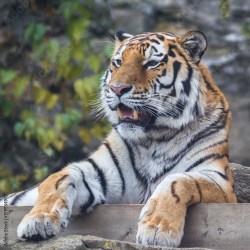Fototapeta Naklejka Na Ścianę i Meble -  The amur tiger.