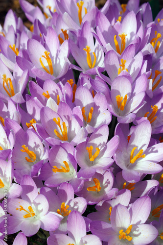 Woodland crocus  Crocus tomassinianus . Called Early crocus  Tommasinis crocus and Tommies also