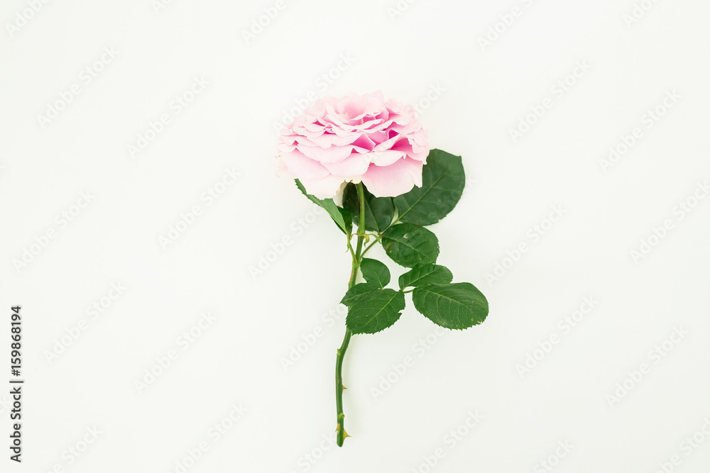 Pink gentle rose on white background. Floral background