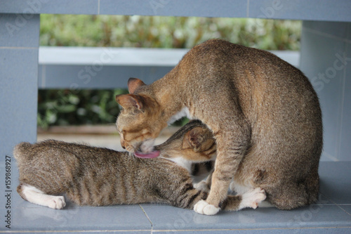 kitty mum photo