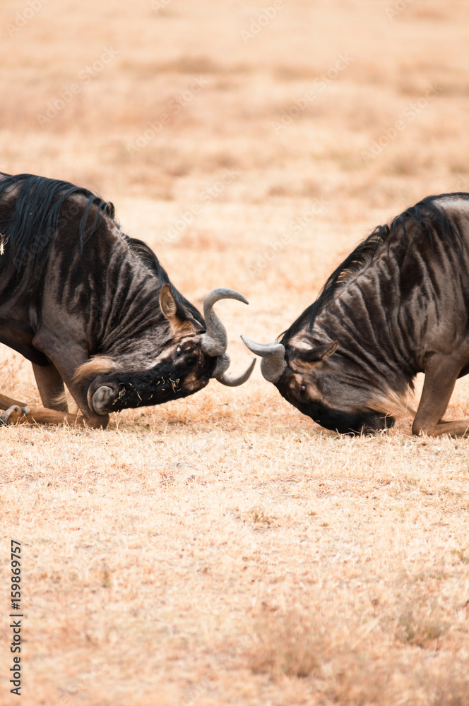 Fototapeta premium Wildebeest Fighting