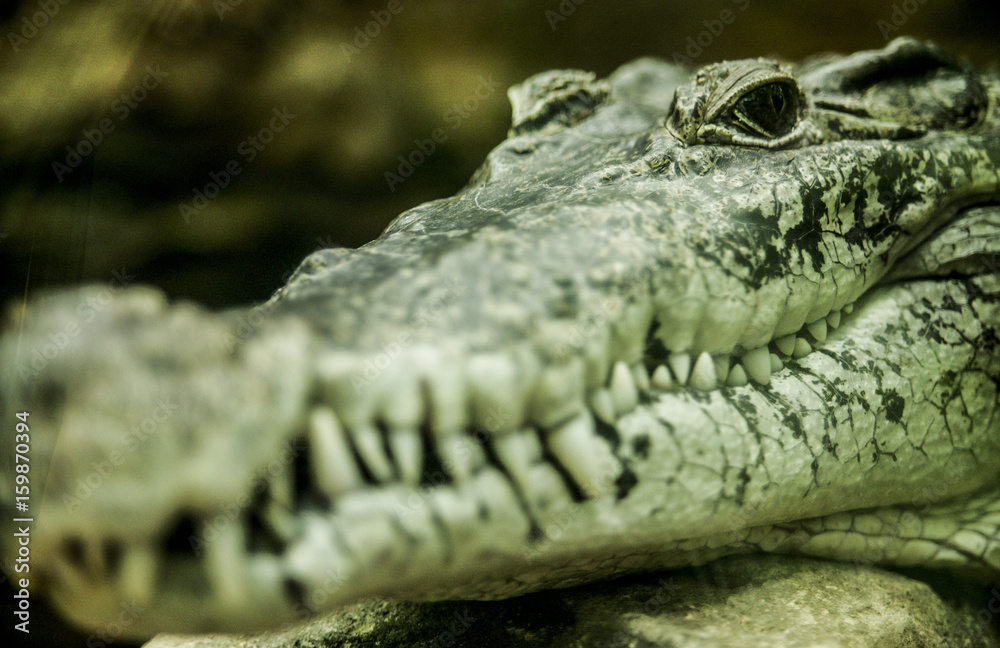 Fototapeta premium Close-up from crocodile mouth, with depth of field in the background